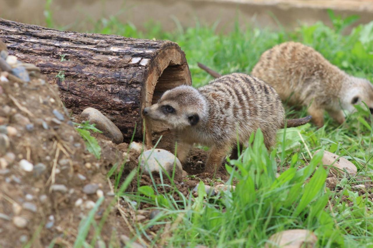 Zoopark Zelcin Villa Mělník Exteriör bild